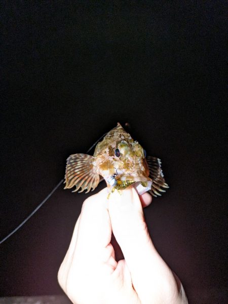 釣り納めに行ってきました。