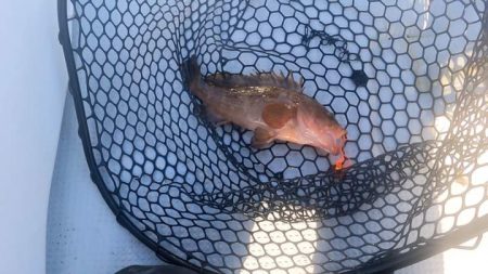 鳴門海峡ジギング・鯛ラバ