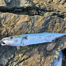 釣れている感じ