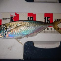 鯵の花が咲きました。