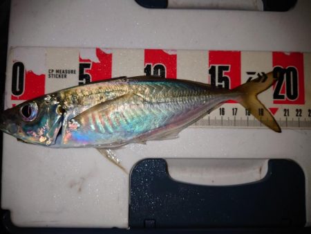 鯵の花が咲きました。