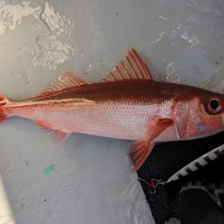 スロージギング