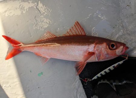 スロージギング