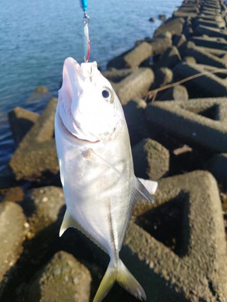 なんとかメッキ一匹