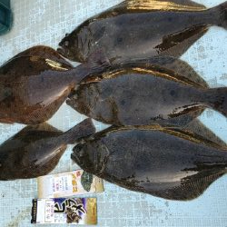 ヒラメ釣り