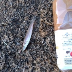 大塩海岸の投げ釣り