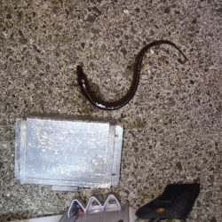 苅屋海岸の投げ釣り