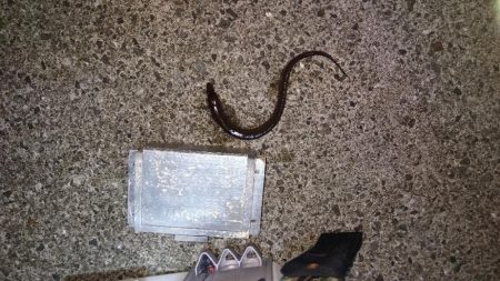 苅屋海岸の投げ釣り