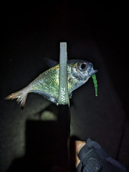 陸っぱり釣行記