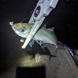 陸っぱり釣行記