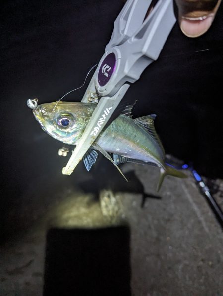 陸っぱり釣行記