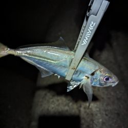 陸っぱり釣行記