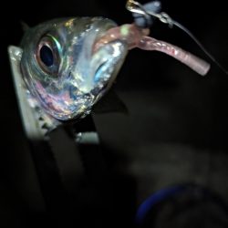 陸っぱり釣行記