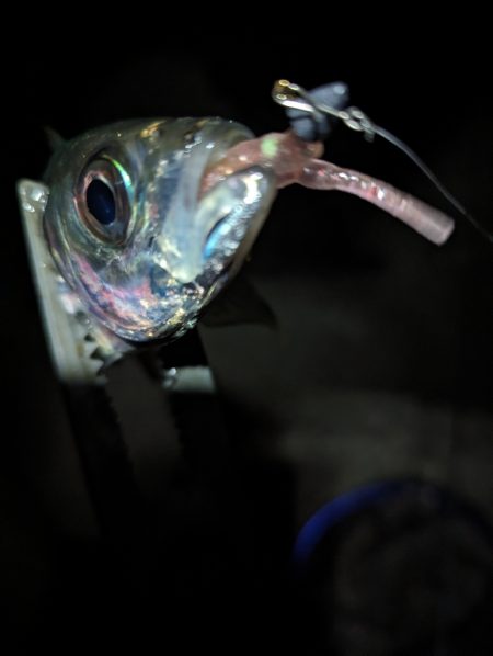 陸っぱり釣行記