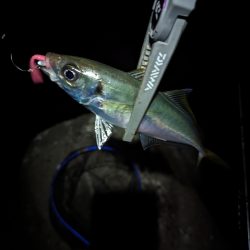 陸っぱり釣行記