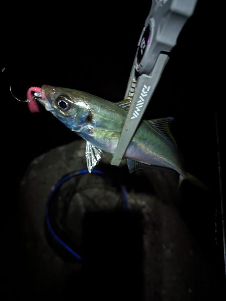 陸っぱり釣行記