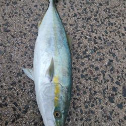 スマガツオ&ヤズ