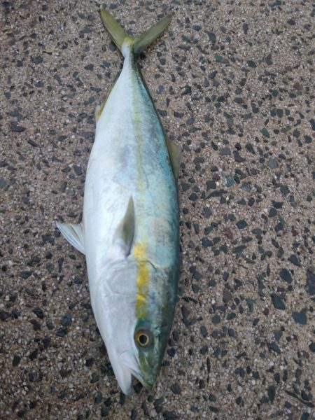 スマガツオ&ヤズ