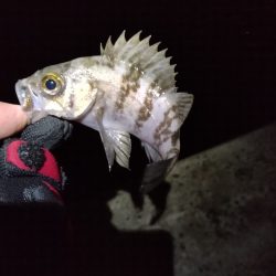 今が1番渋いのか?