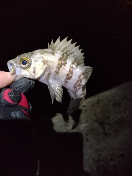 今が1番渋いのか?