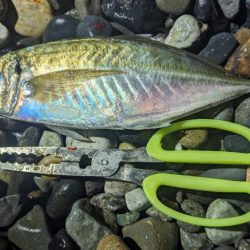 フロートアジングでギガアジ