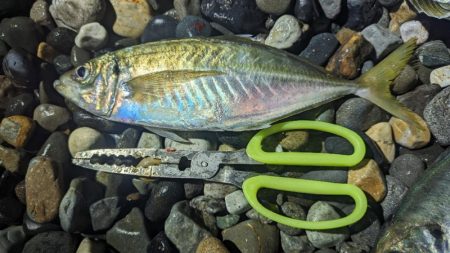 フロートアジングでギガアジ