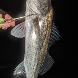 釣り納め フロートアジング