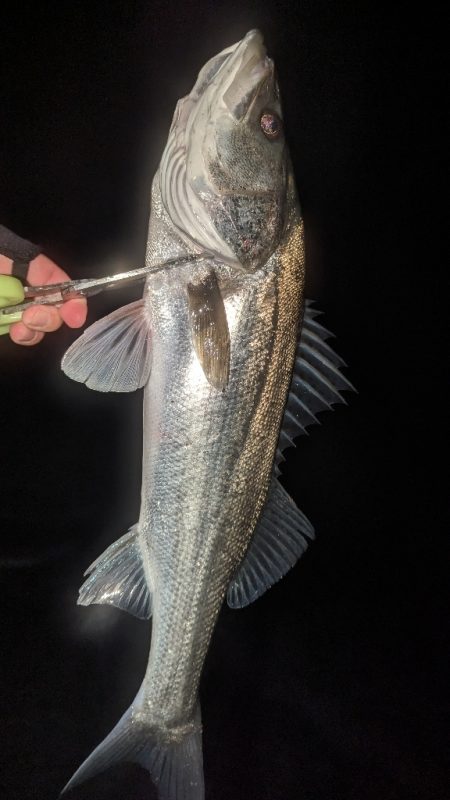 釣り納め フロートアジング