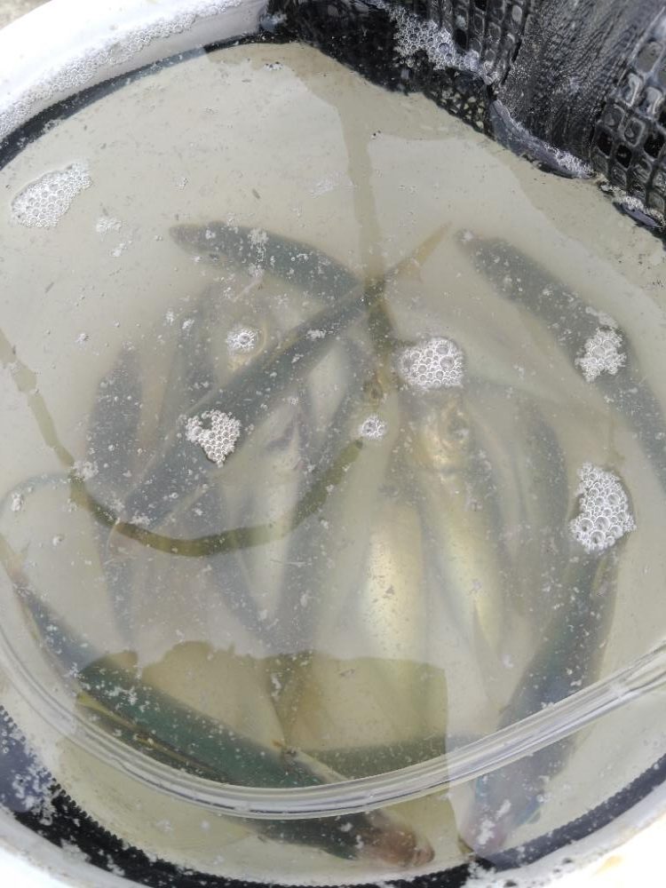 アジが入れ食い