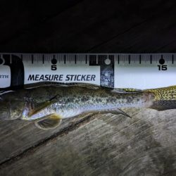 新左近親水公園 落ちハゼ