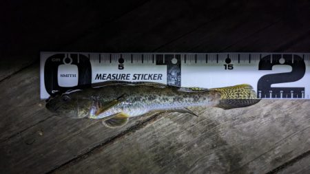 新左近親水公園 落ちハゼ