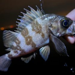 仕事終わり釣行🎣