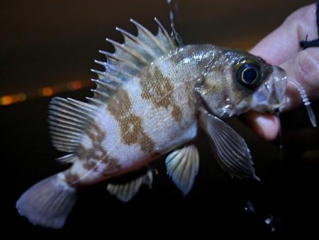 仕事終わり釣行🎣