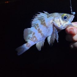 仕事終わり釣行🎣