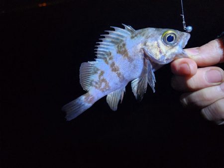 仕事終わり釣行🎣