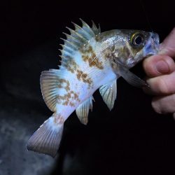 仕事納め＆釣り納め🎣