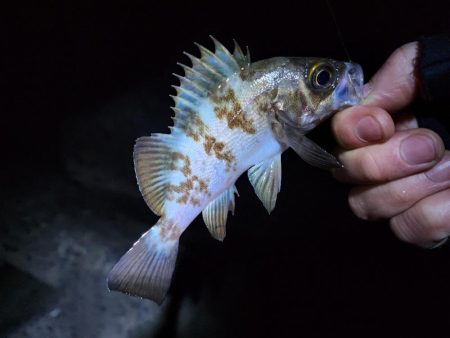 仕事納め＆釣り納め🎣