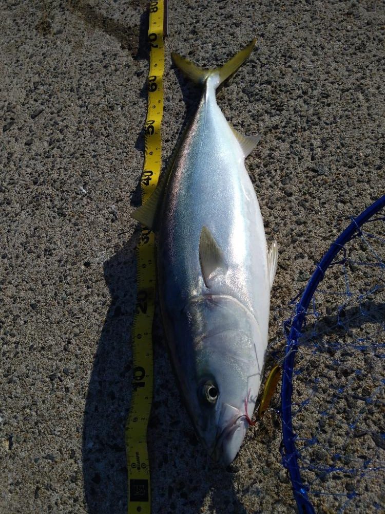 ヤズをゲット！