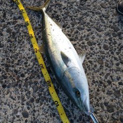 もう少しでブリ！