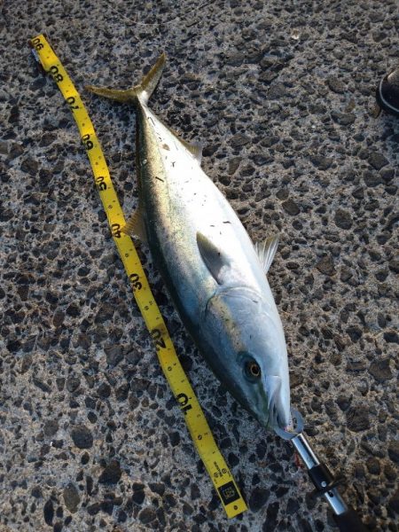 もう少しでブリ！