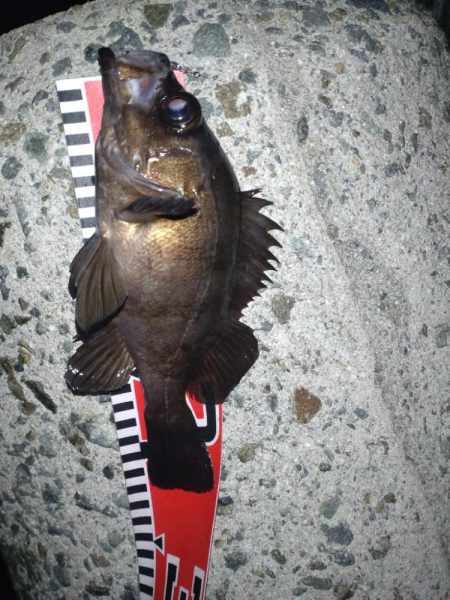 初めてのフロート