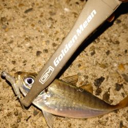 バイシクルアジング