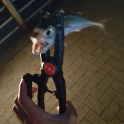 シーサイドコスモ