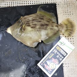 サンバソウ狙い