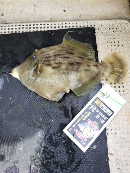 サンバソウ狙い