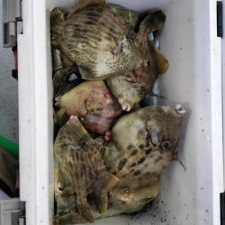 アジ便とカワハギ便