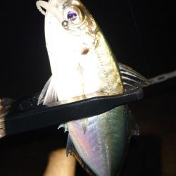 今日はポイントに入れず。