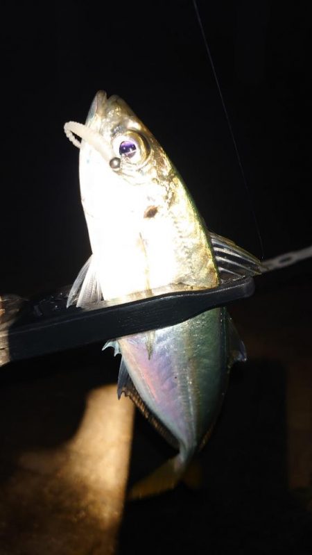 今日はポイントに入れず。