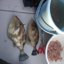 今年初のウマズラハギ！！