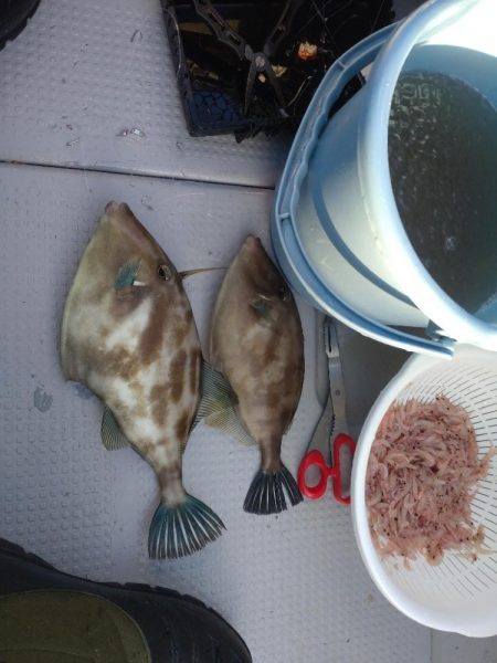 今年初のウマズラハギ！！